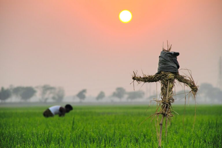 Paddy Cultivation in Bangladesh