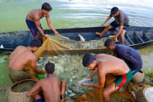 Fish Cultivation in Bangladesh